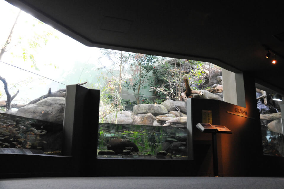 長良川上流の生き物をみえる水槽