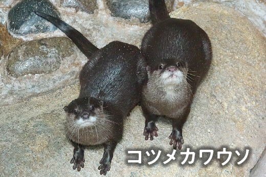 コツメカワウソ