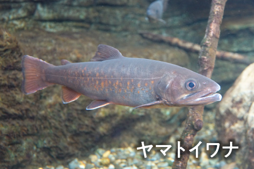 ヤマトイワナ