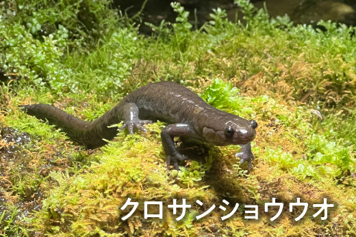 クロサンショウウオ