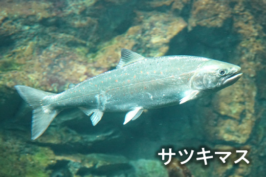 サツキマス