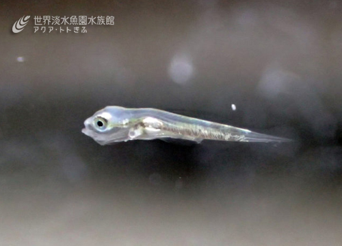 ウキゴリ故郷にかえる