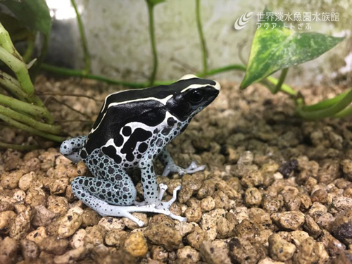 アイゾメヤドクガエルの展示再開