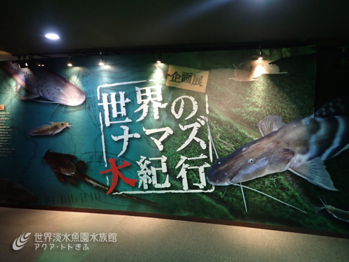 これもナマズの仲間？