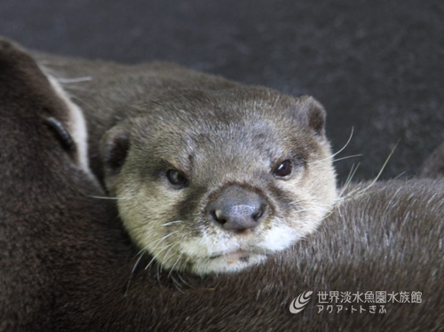 老夫婦のナガラとミナミ