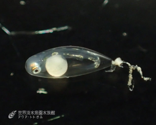 冷たい水の中で