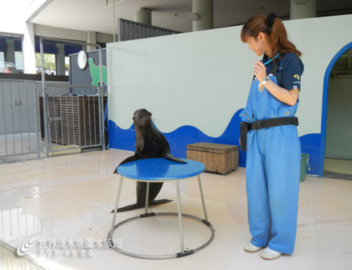 つぼみ、ショーデビューに向けて！　（つぼみ成長期5）