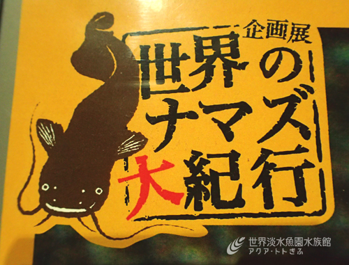 企画展「世界のナマズ大紀行」　ラストスパート