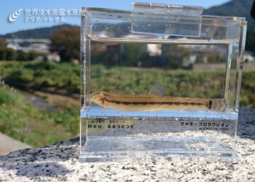 高揚感