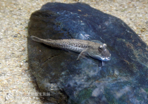 トビハゼのおやつ