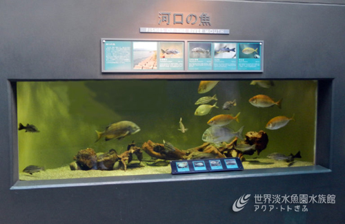 新春のおめでタイ話