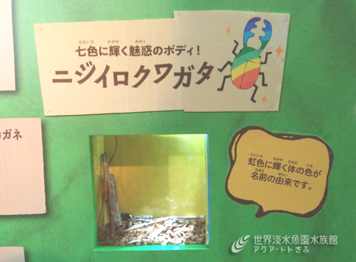 企画展からお便り１　～ニジイロクワガタ～