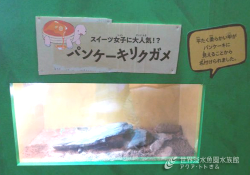企画展からお便り2　～パンケーキリクガメ～