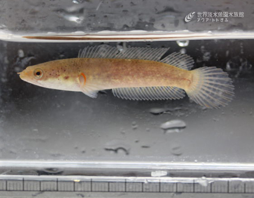 ドワーフスネークヘッド稚魚展示終了のお知らせ