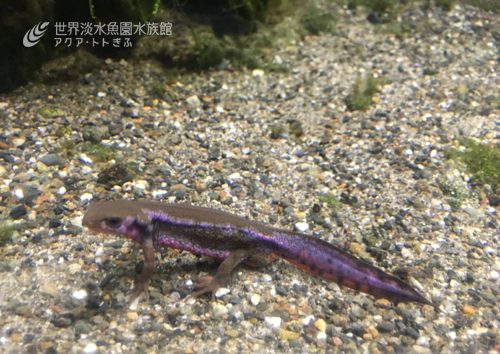アカハライモリの情熱