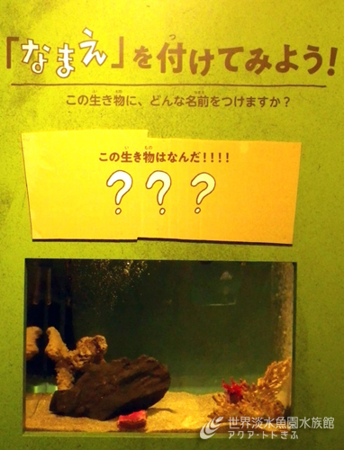 企画展からお便り4　～謎の生物？～