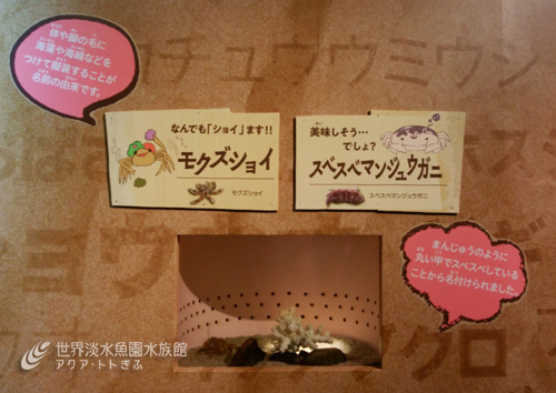 企画展からお便り８　～スベスベマンジュウガニとモクズショイ～