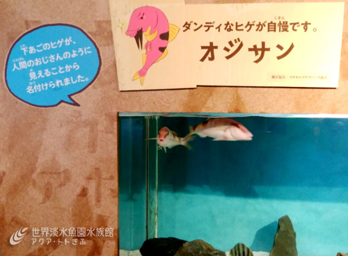 企画展からお便り12　～オジサン～