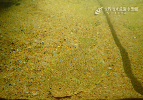 「砂に溶け込む魚」かくれじょうず通信③