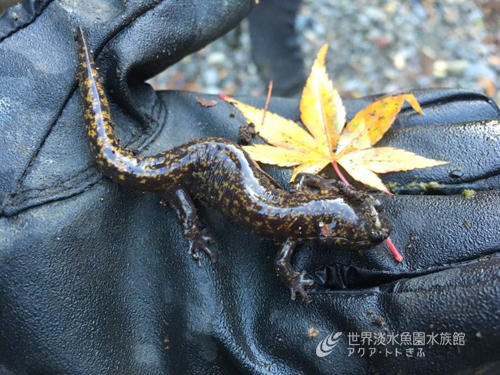 ヒダサンショウウオ産卵