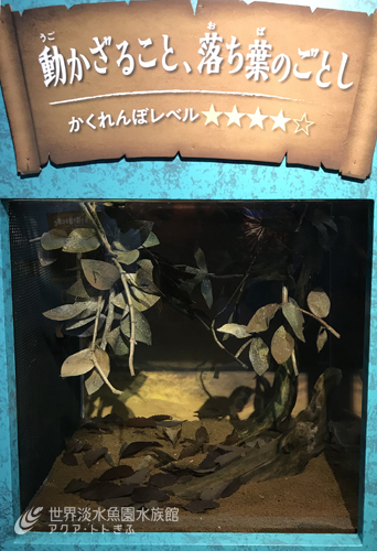 「不動の魚！？」かくれじょうず通信⑦