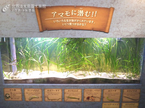 「多すぎて見つけられない！？」かくれじょうず通信⑧