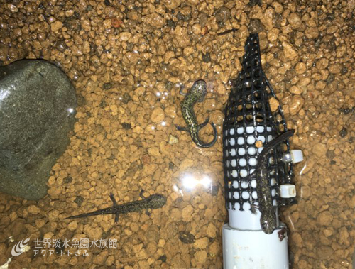 ヒダ幼生展示、撤収します。