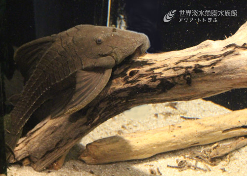 木を食べる魚