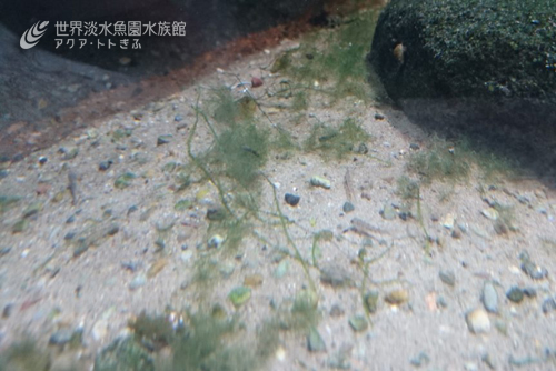 新しい世代