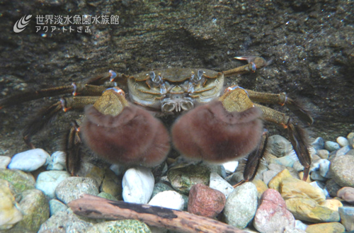 モクズガニの秋