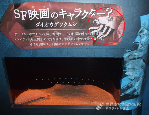 ダイオウグソクムシとオオグソクムシ