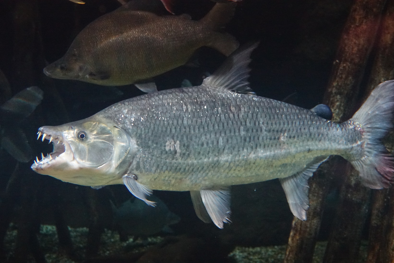 ゴリアテタイガー　ゴライアスタイガーフィッシュ ふがふが！タイガーフィッシュは歯が命｜世界淡水魚園水族館 アクア