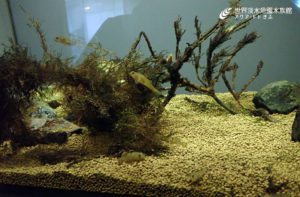 3年目のトウカイヨシノボリ