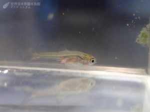 一匹狼