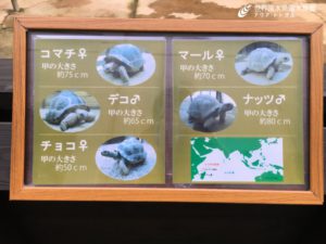 ゾウガメの見分け方