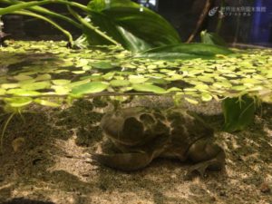 隠れ上手なカエルたち