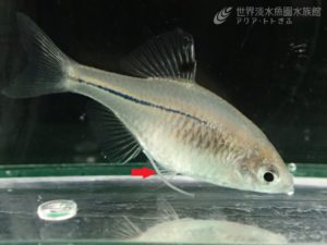 トトベビーのトトデビュー！