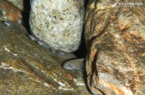 近ごろのタンガニーカ湖の魚