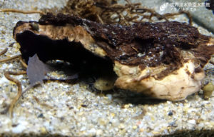 ホトケドジョウが産卵しました