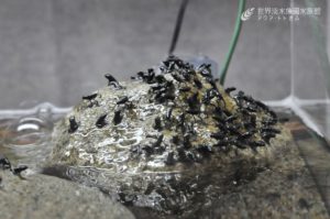 この黒い塊は！？