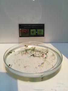 オタマ展示スタート