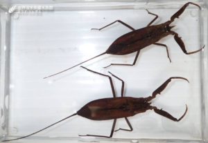 タイコウチの産卵