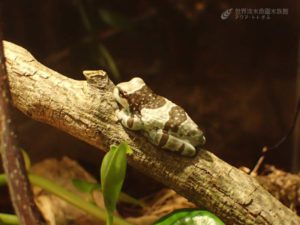 イチ押しのカエル