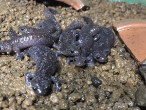 2世代目のコガタブチサンショウウオ
