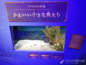 パンタナール展の気になる魚
