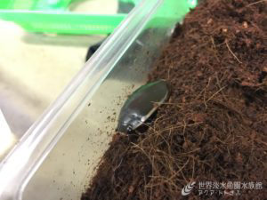 ゲンゴロウの話