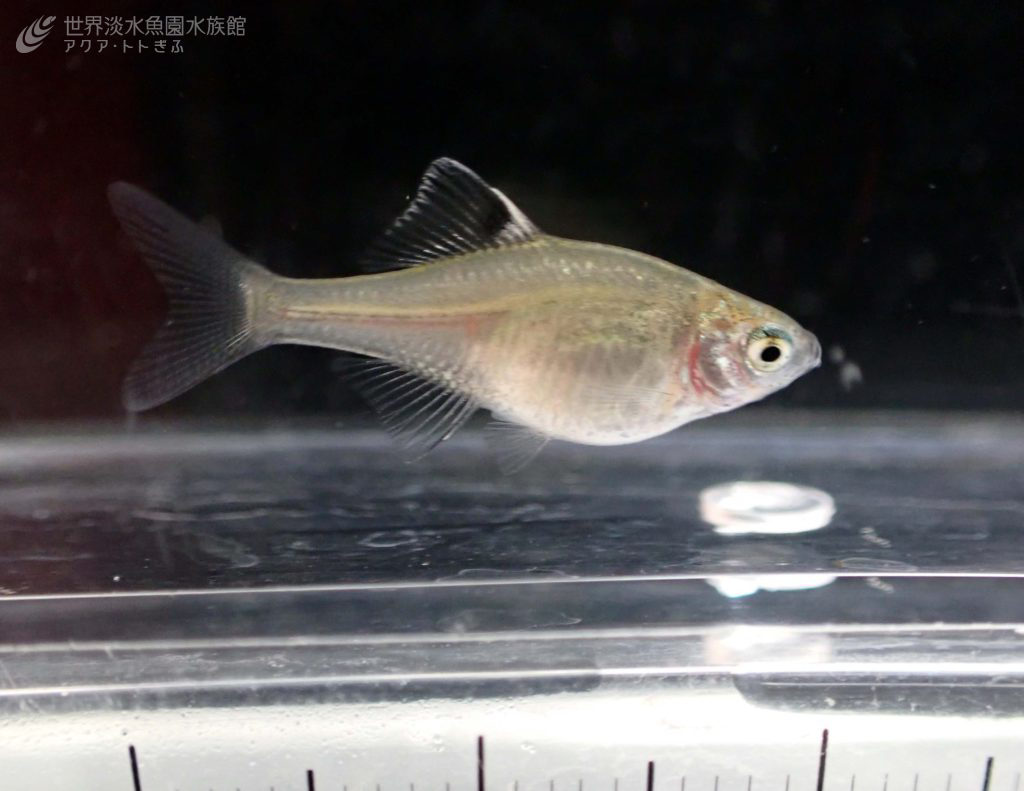 繁殖期は一段落