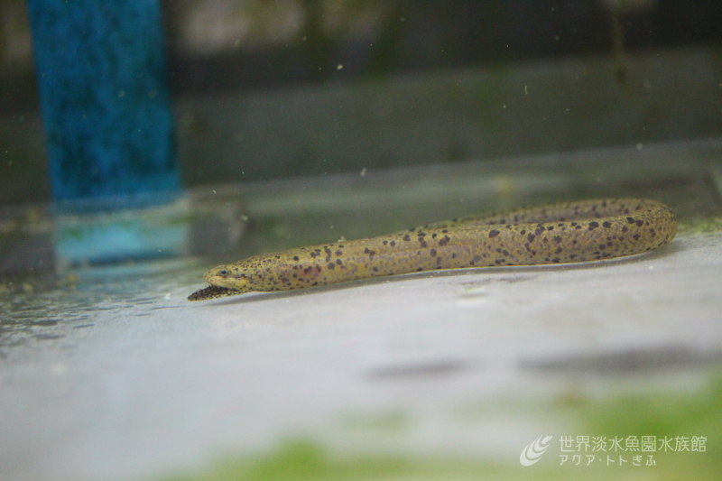 なんか変わっている魚「ムスン」