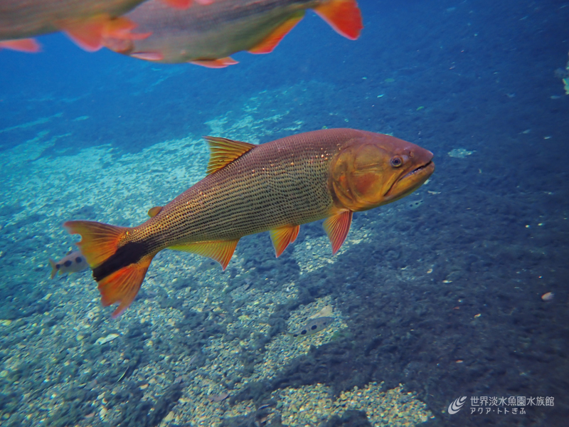 パンタナールに行った人の情報⑤｜世界淡水魚園水族館 アクア・トト 