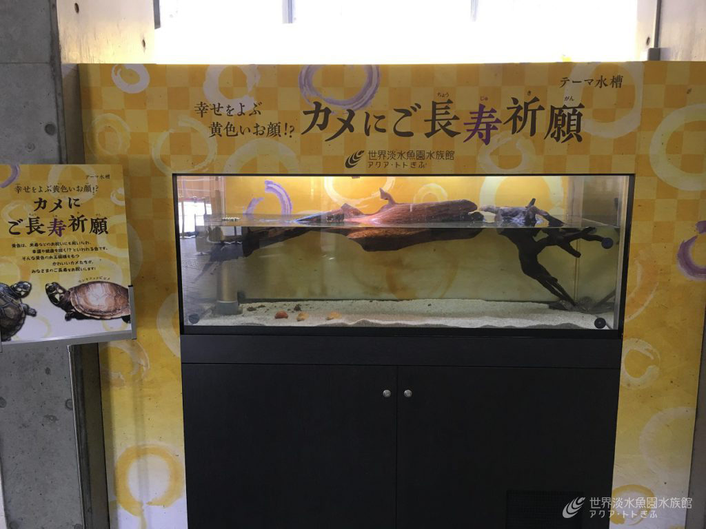 モンキヨコクビガメ